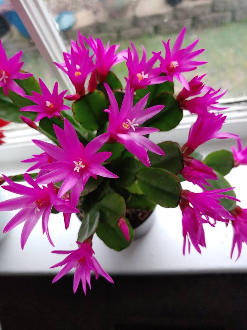 Easter Cactus Fuchsia color 1 Root Plant Spring Cactus Sunrise Cactus Christmas Cactus Schlumbergera Succulent House Plant image 3