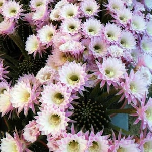 Echinopsis tubiflora Pink Easter Lily Cactus  1 Rooted Hardy Plant Baby Pub Starter in 2" pot. With huge beautiful flower