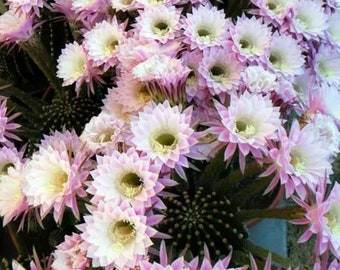 Echinopsis tubiflora Pink Easter Lily Cactus  1 Rooted Hardy Plant Baby Pub Starter in 2" pot. With huge beautiful flower