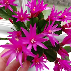 Easter Cactus Fuchsia color 1 Root Plant Spring Cactus Sunrise Cactus Christmas Cactus Schlumbergera Succulent House Plant image 1