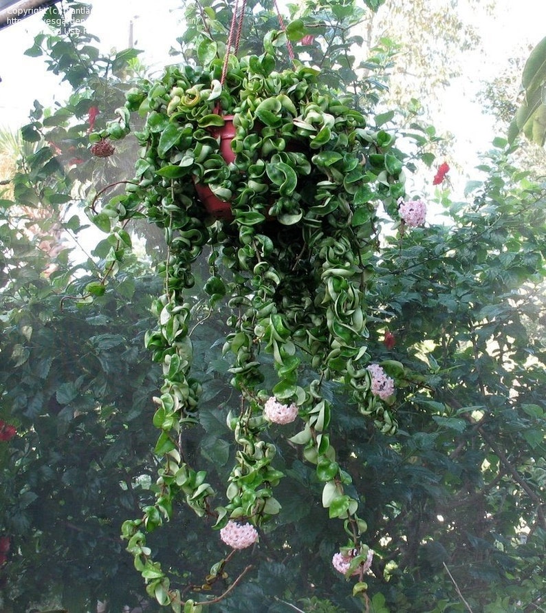 Hindu Rope Plant Crispa Hoya carnosa Curly Hoya House Plant | Etsy