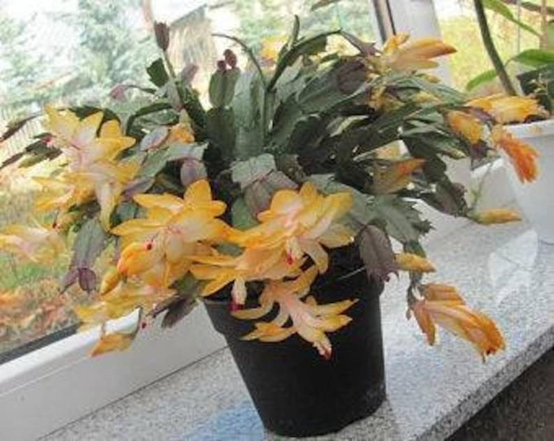 Christmas Cactus Schlumbergera Outono Brazil Yellow Flower 1 | Etsy