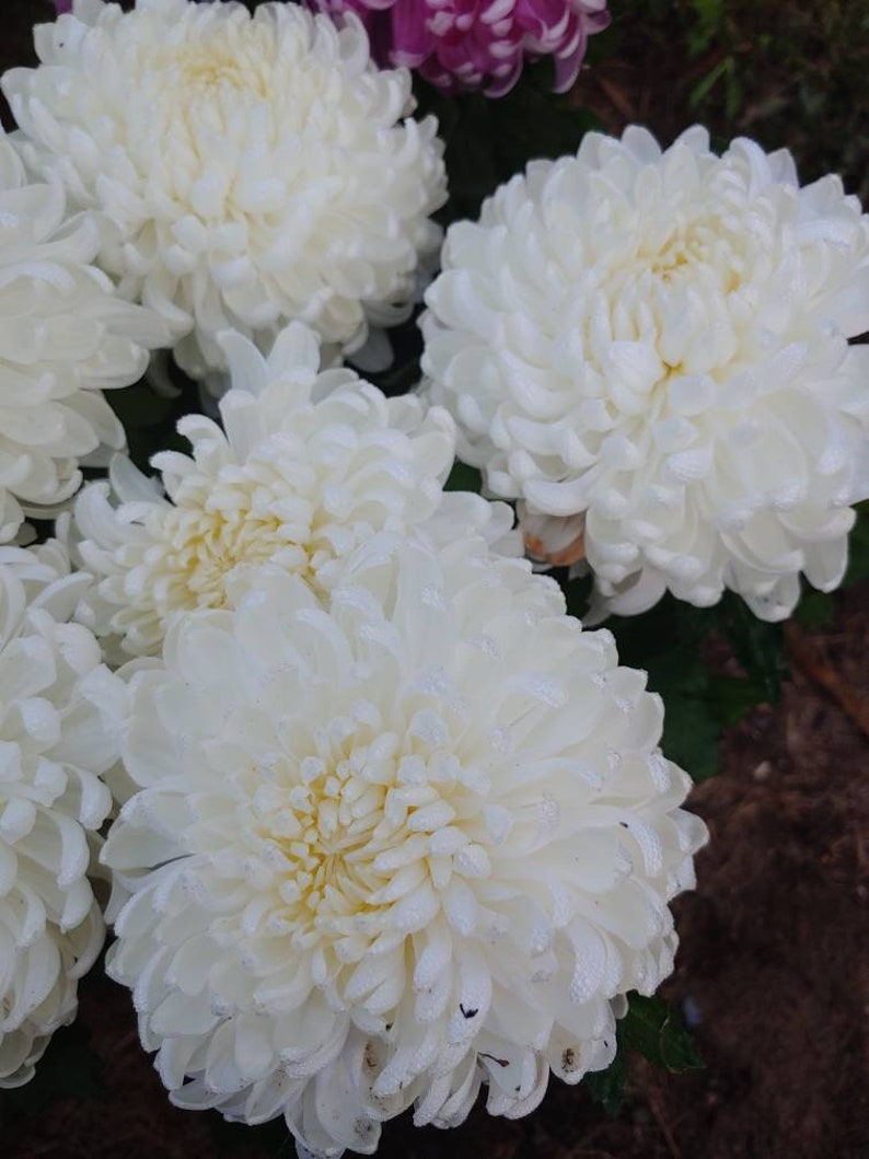 Chrysanthemum White Fall Football Mum 1 Rooted Plant With Big Etsy