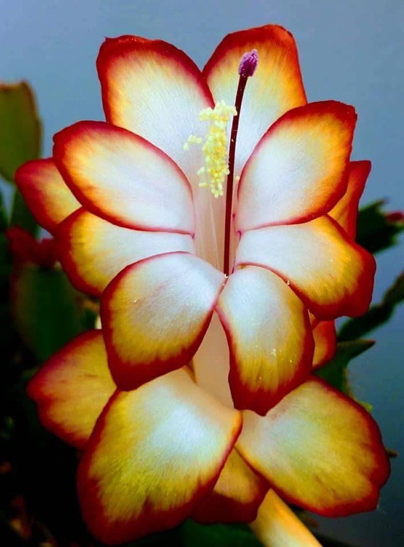 Christmas Cactus Samba Brazil Thanksgiving Cactus | Etsy