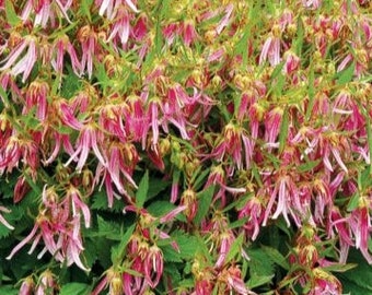 Campanula Pink Bell Flower "Pink Octopus" 4 Barerooted Perennial Flowers Outdoor.