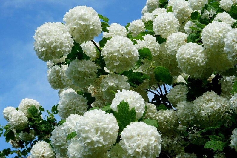 Snowball Bush Common Snowball 10 Fresh Cutting With No Root No Etsy