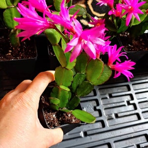 Easter Cactus Fuchsia color 1 Root Plant Spring Cactus Sunrise Cactus Christmas Cactus Schlumbergera Succulent House Plant image 2