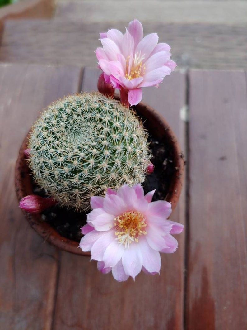 Rebutia Narvaecensis Cactus Succulent Echinopsis Blooming ...