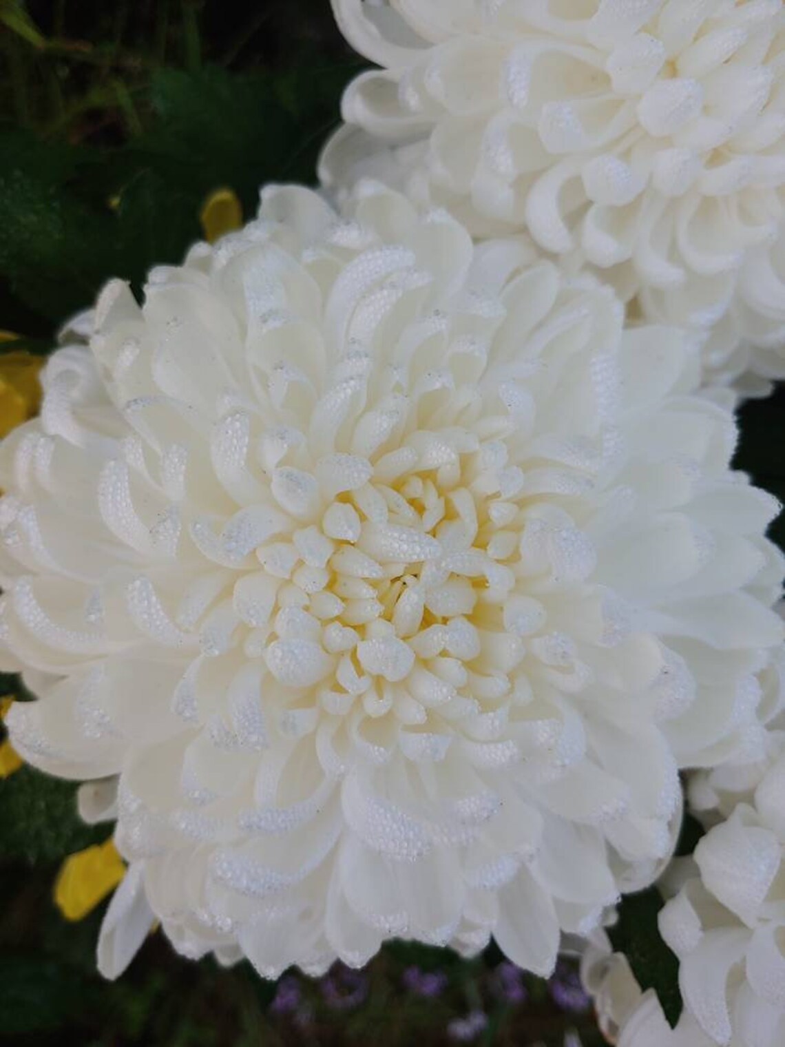 Chrysanthemum White Fall Football Mum 1 Rooted Plant With Big Etsy