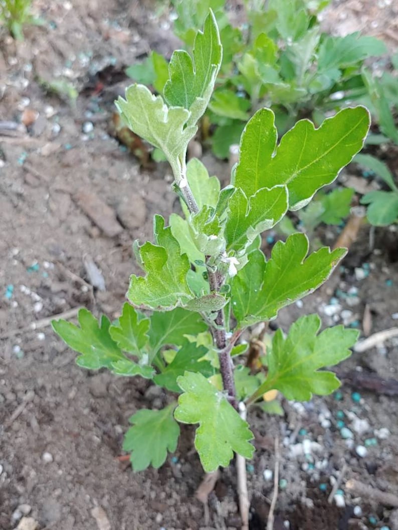 Chrysanthemum White Fall Football Mum 1 Rooted Plant With Big Etsy