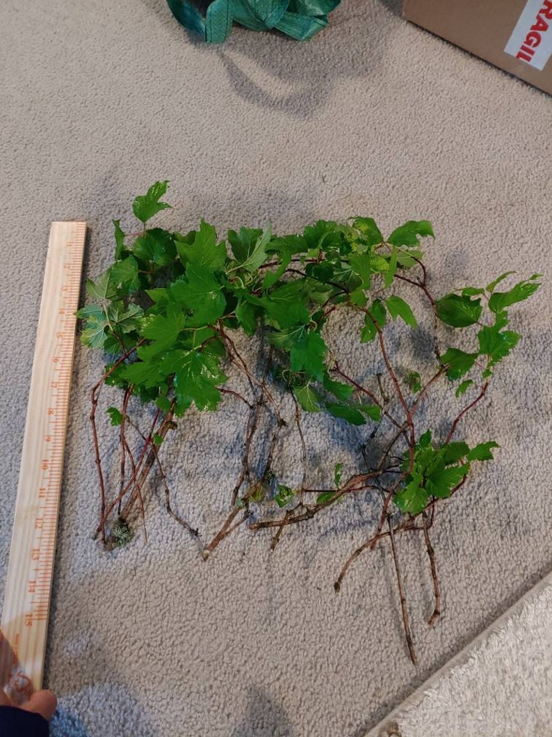 Snowball Bush Common Snowball 10 Fresh Cutting With No Root No Etsy