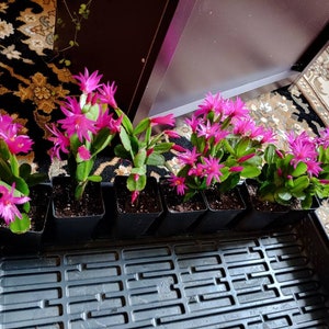 Easter Cactus Fuchsia color 1 Root Plant Spring Cactus Sunrise Cactus Christmas Cactus Schlumbergera Succulent House Plant image 4