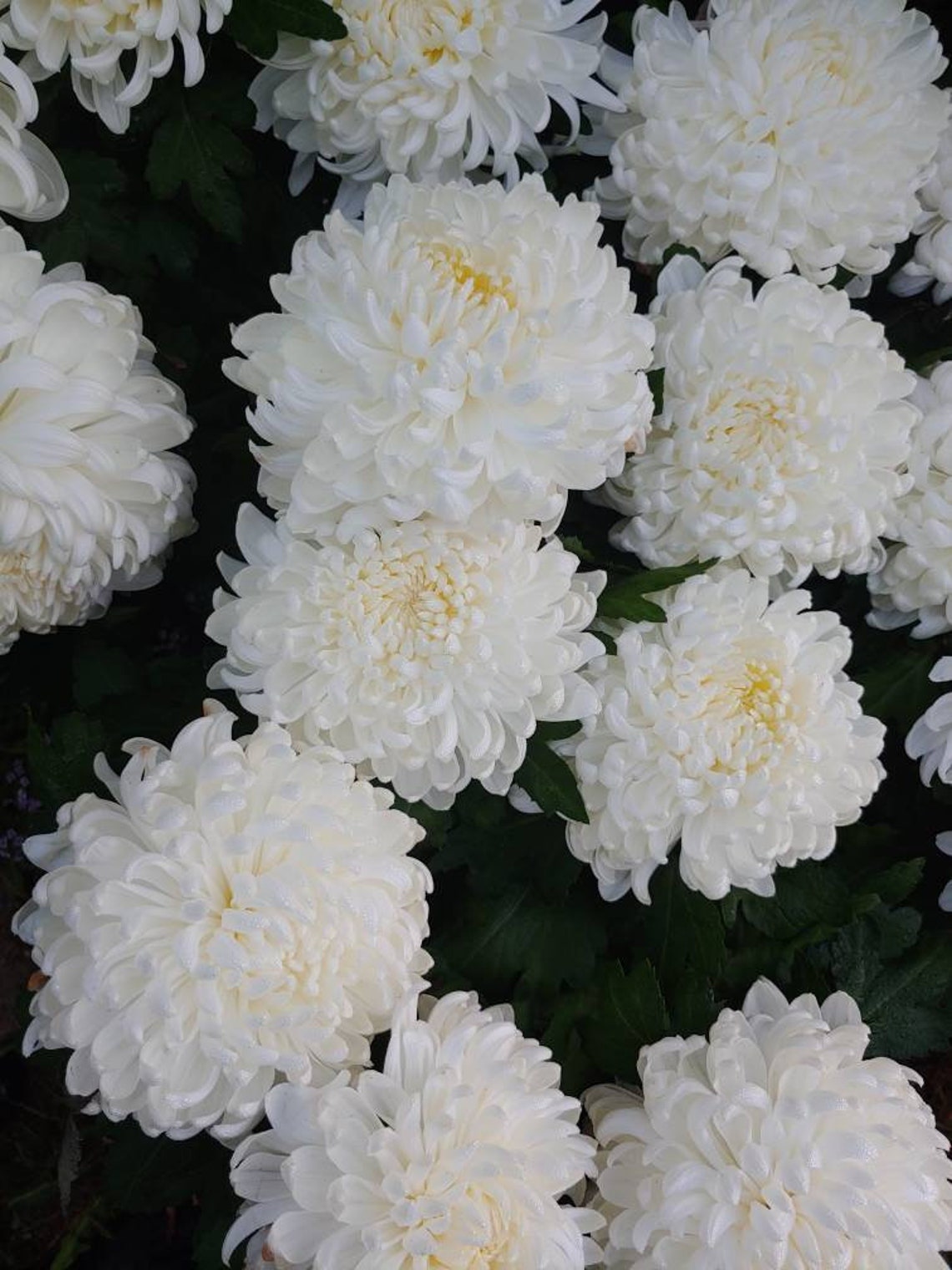 Chrysanthemum White Fall Football Mum 1 Rooted Plant With Big Etsy