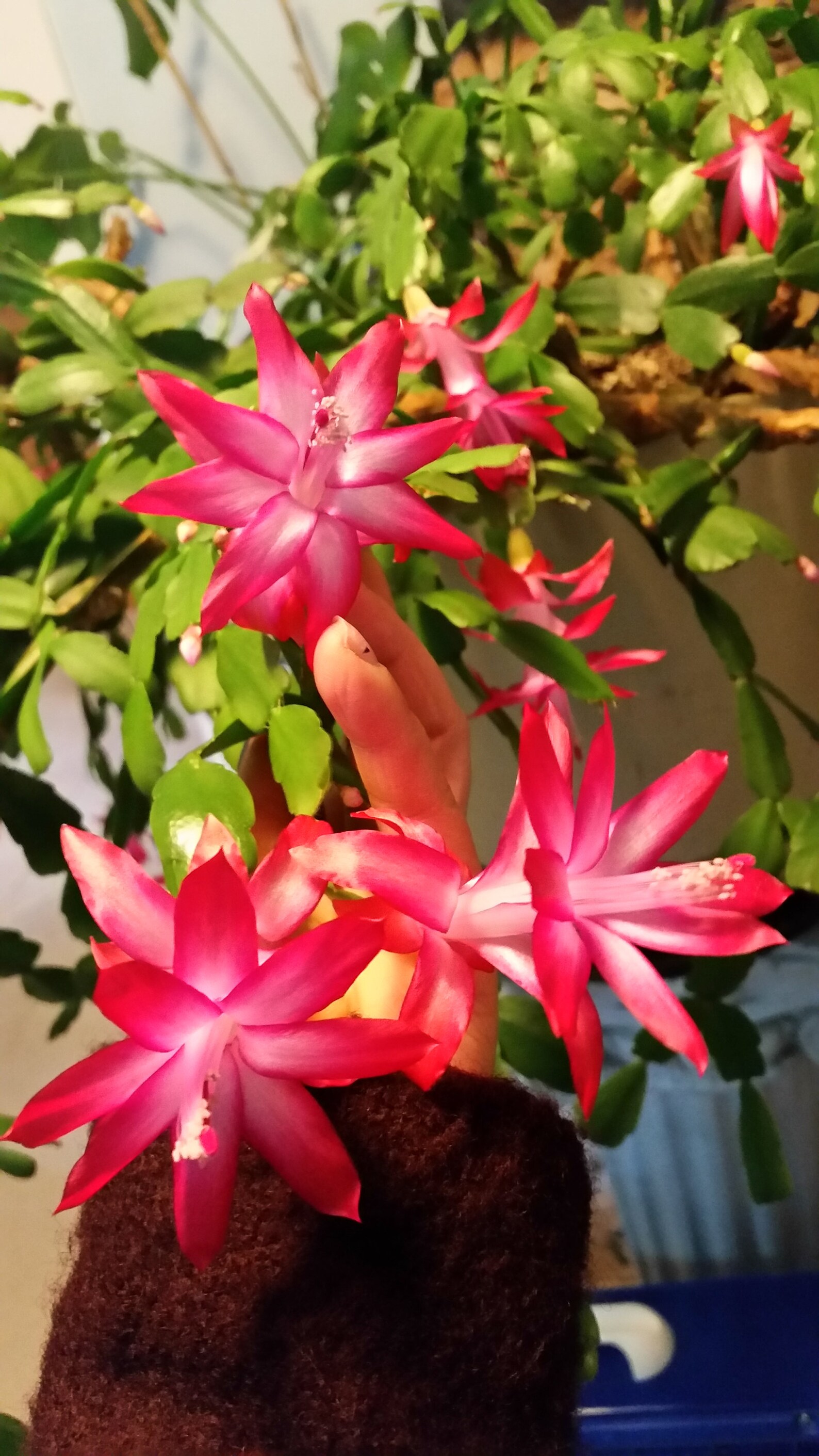 Christmas Cactus 5 Fresh Cut Schlumbergera Thanksgiving Cactus Etsy