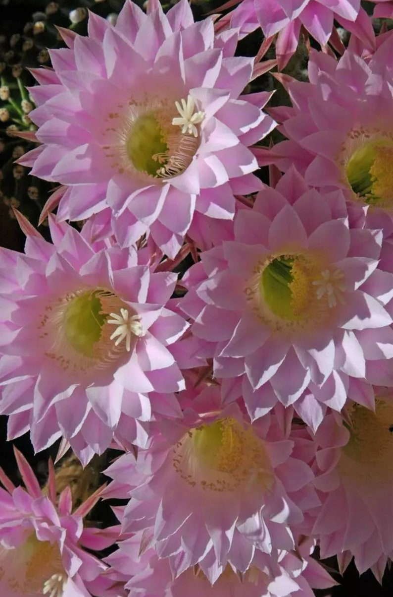 Echinopsis tubiflora Pink Easter Lily Cactus 1 Rooted Hardy Etsy