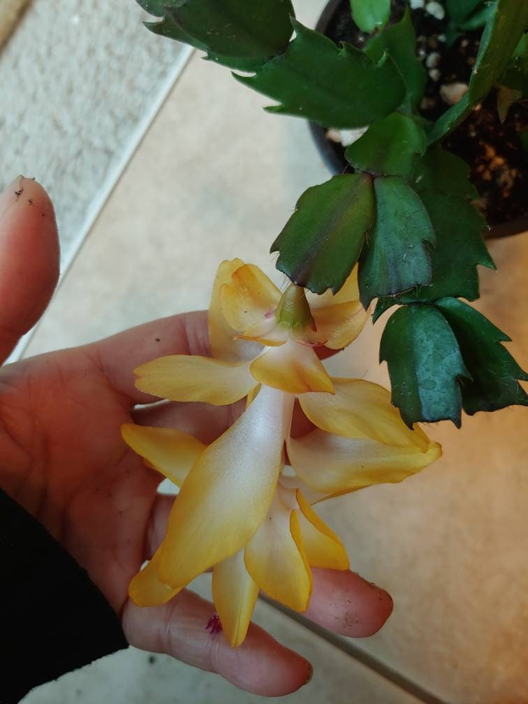 Christmas Cactus Outono Brazil 1 Rooted Plant See | Etsy