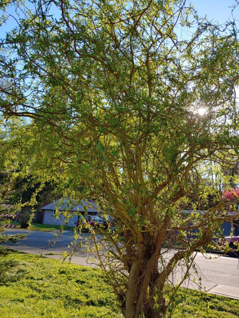 Curly Willow 40 Cutting 2 Bundle Perennial Curly willow or Etsy