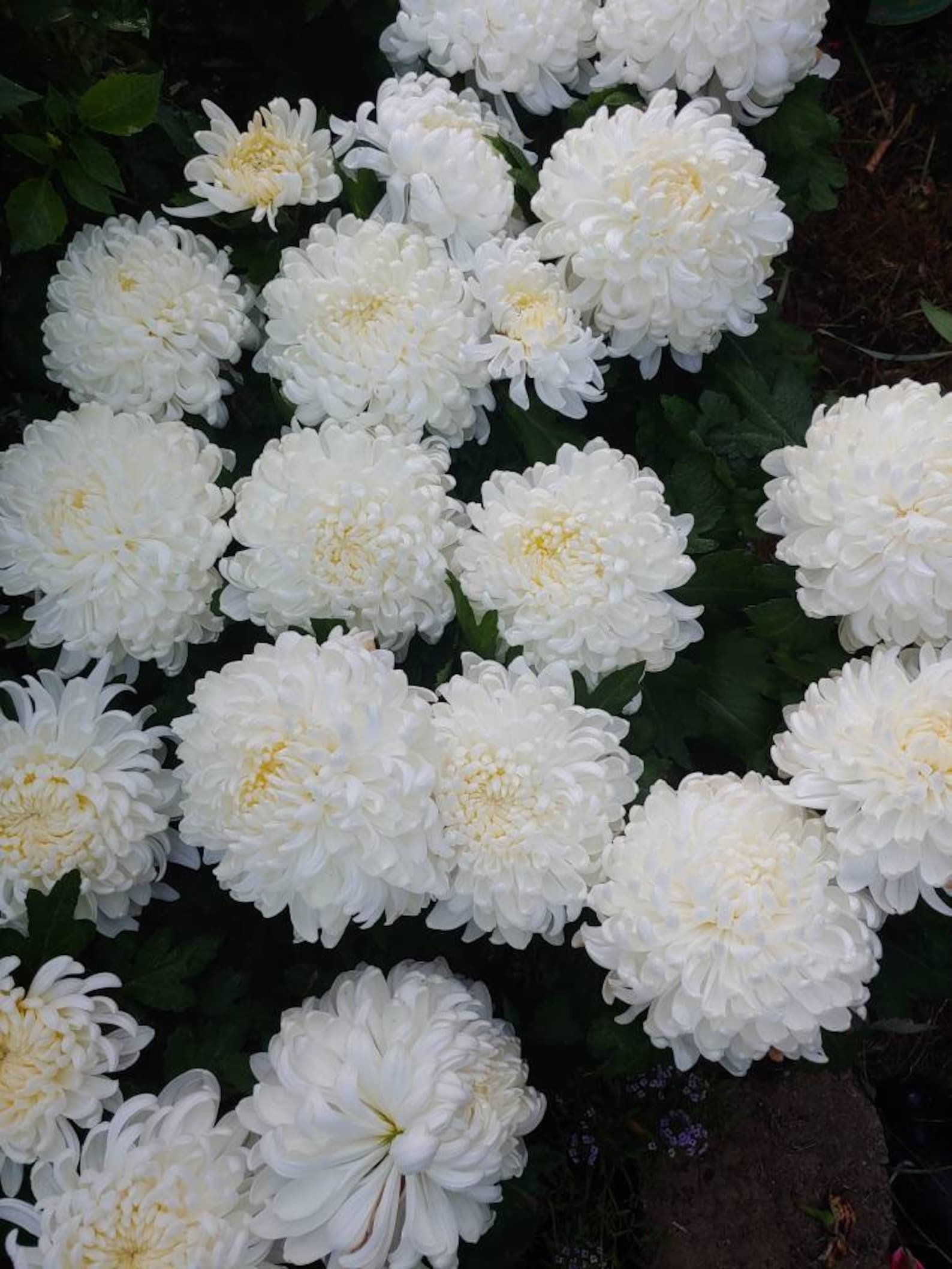 Chrysanthemum White Fall Football Mum 1 Rooted Plant With Big Etsy