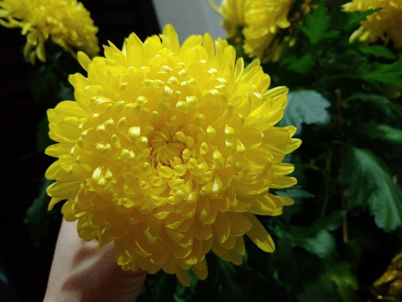 Chrysanthemum Yellow Fall Football Mum 3 Rooted Plant With Big Etsy