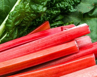 Rhubarb "Canada Red" Perennial 1 small rooted Plant. Perfect for Rhubarb Pie very easy to grow.