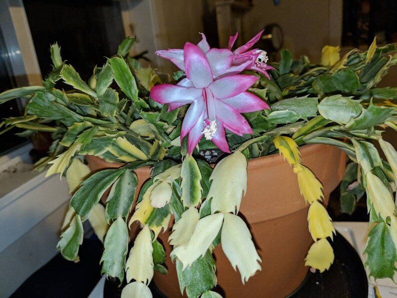 Christmas Cactus Variegated Indonesia 1 Rooted Plant see ...