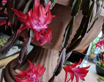 Exotica "Larki" 1 Rooted Plant Schlumbergera Christmas Cactus Thanksgiving Cactus Succulent House Plant.