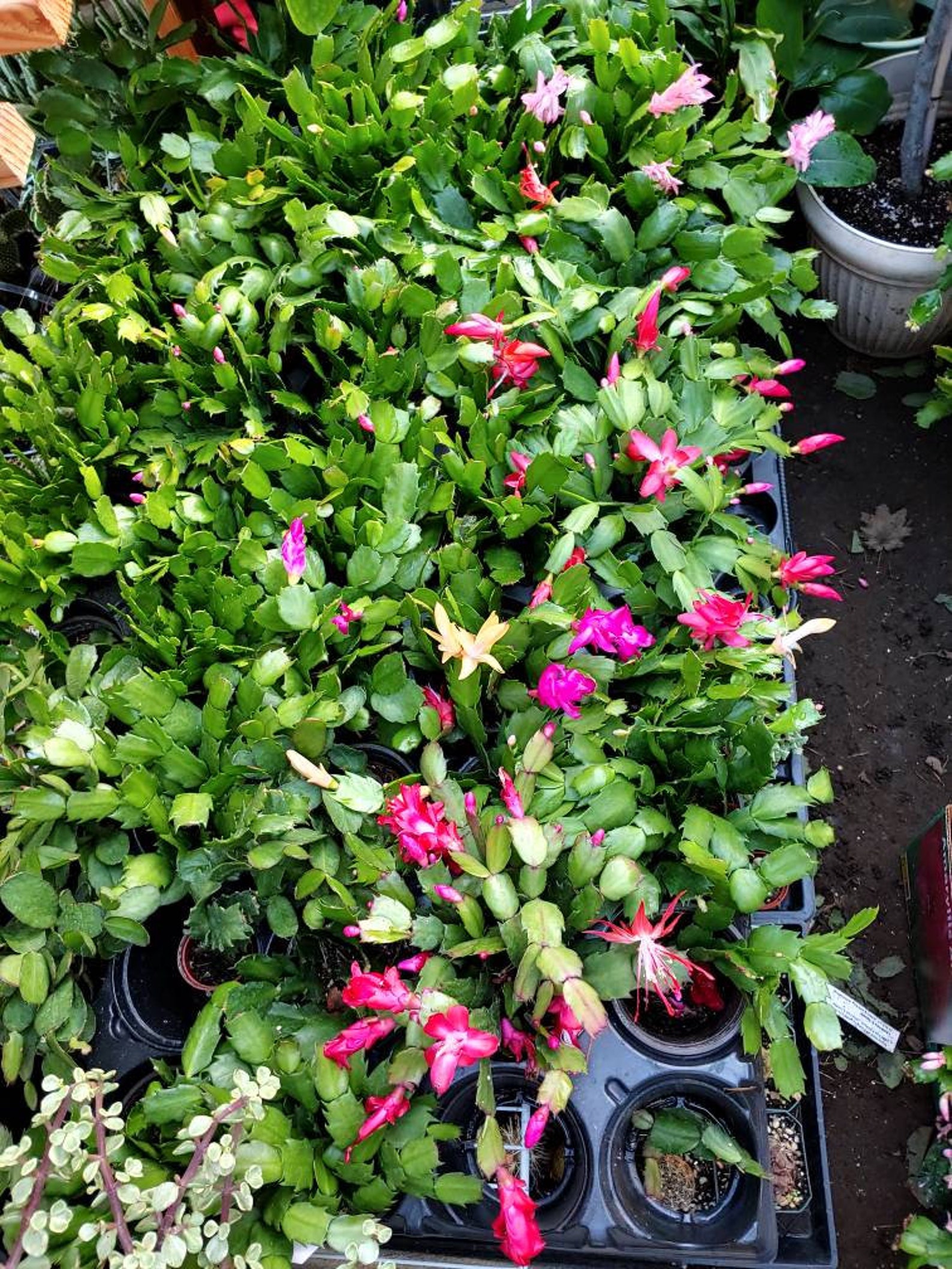 Christmas Cactus 10 Rooted Collections of different varieties Etsy