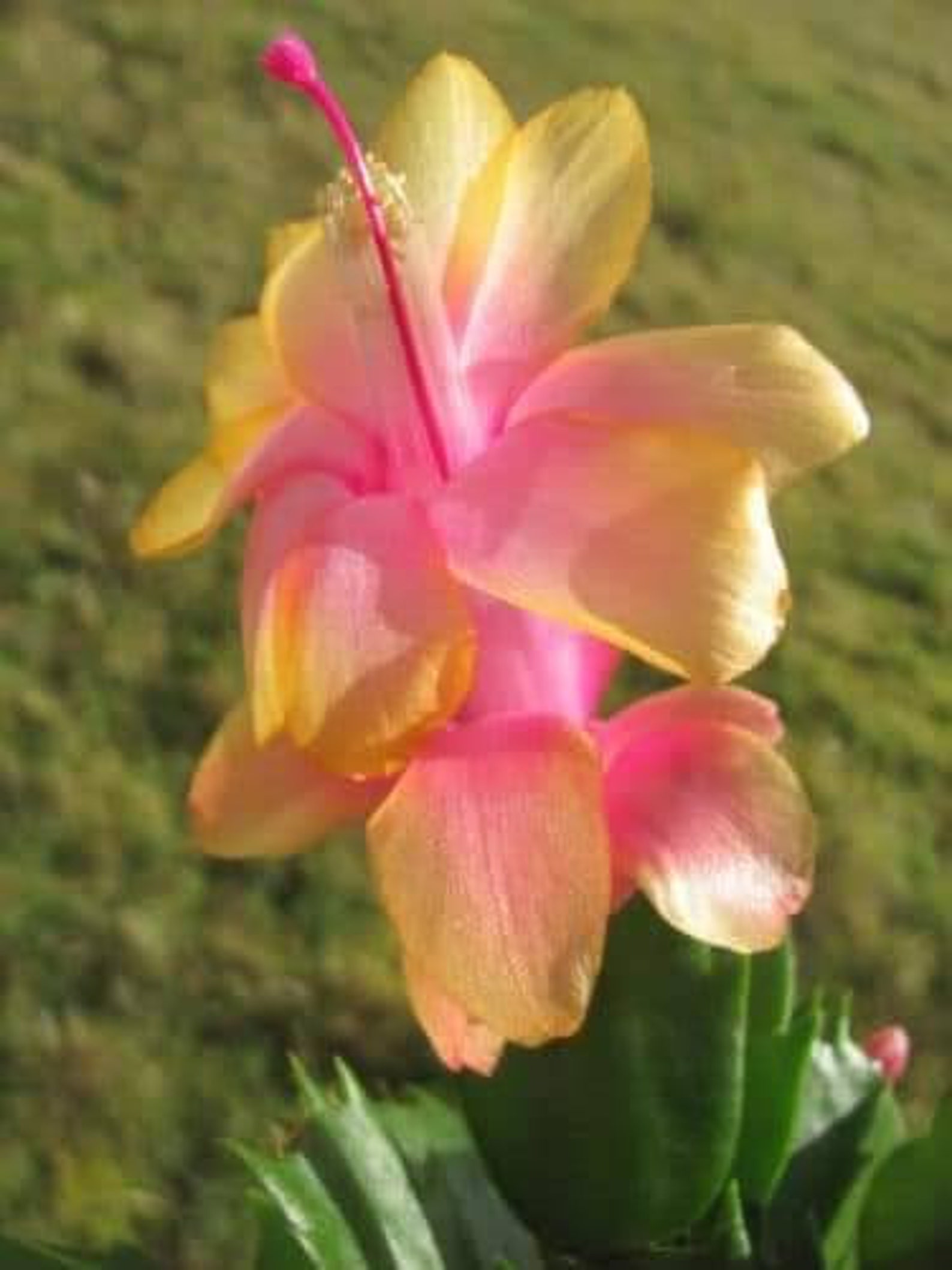 Christmas Cactus outono Brazil 1 Rooted Plant See | Etsy