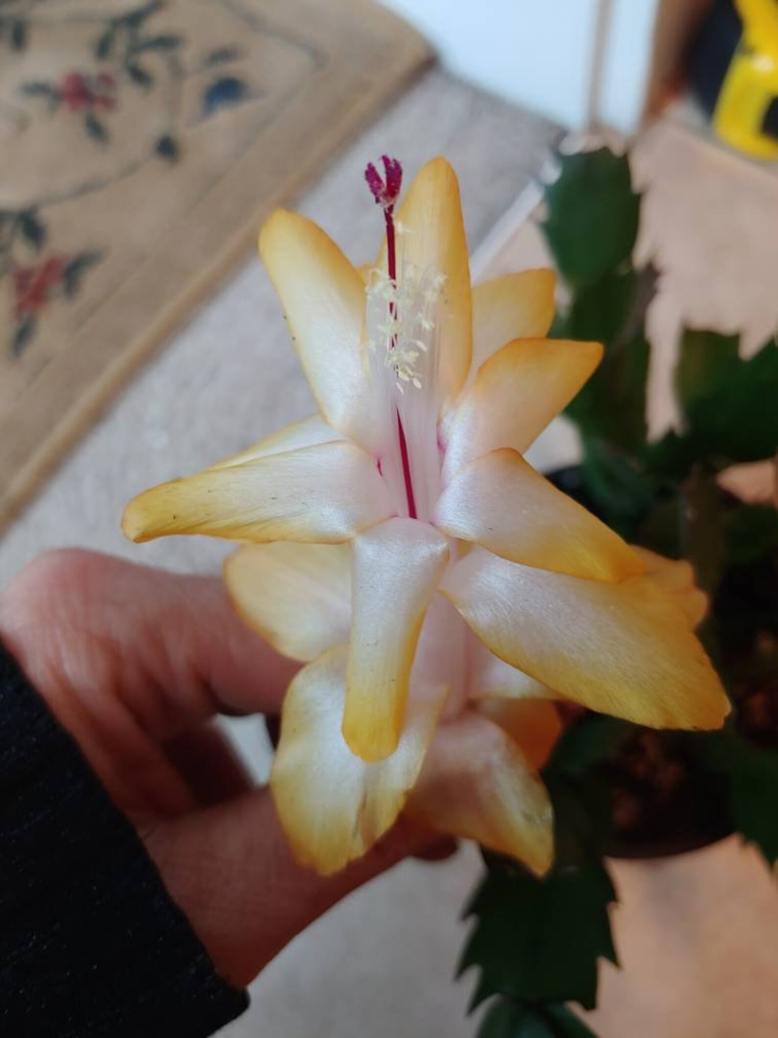 Christmas Cactus Outono Brazil 1 Rooted Plant See | Etsy