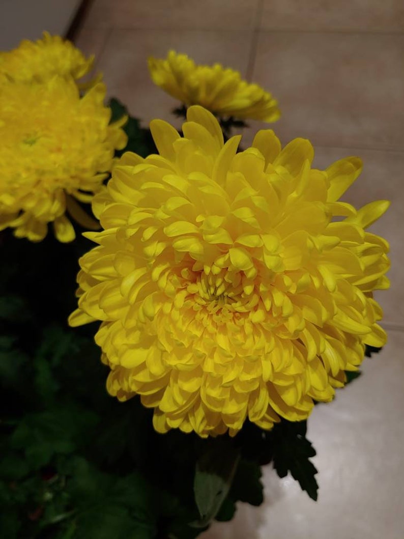 Chrysanthemum Yellow Fall Football Mum 2 Rooted Plant With Big Etsy