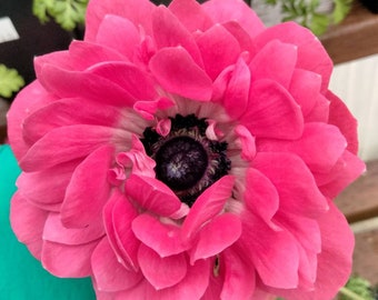 Anemone Harmony Big "Double Pink" Flower Spring Flower Perennial Outdoor plant