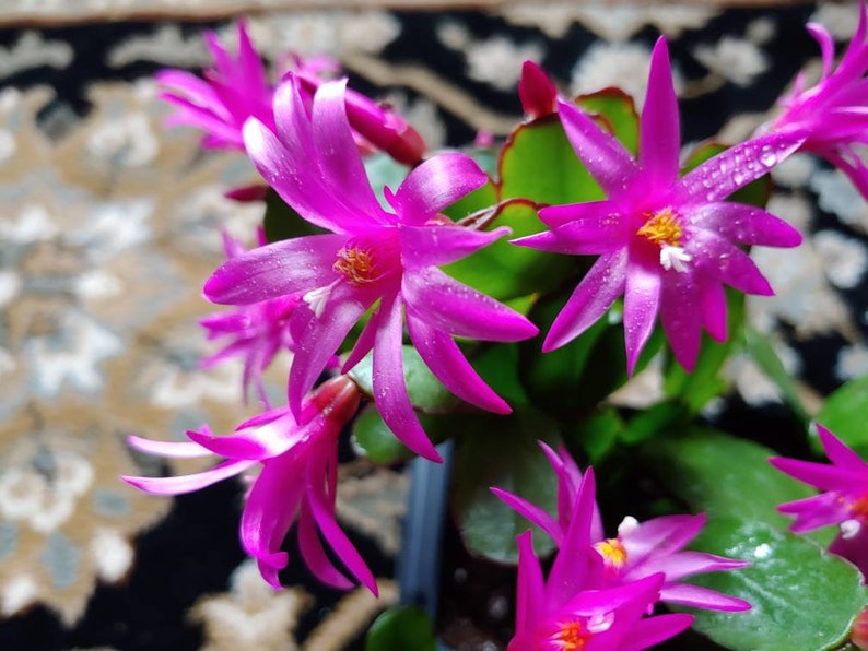 Easter Cactus Fuchsia color 1 Root Plant Spring Cactus Sunrise Cactus Christmas Cactus Schlumbergera Succulent House Plant image 6