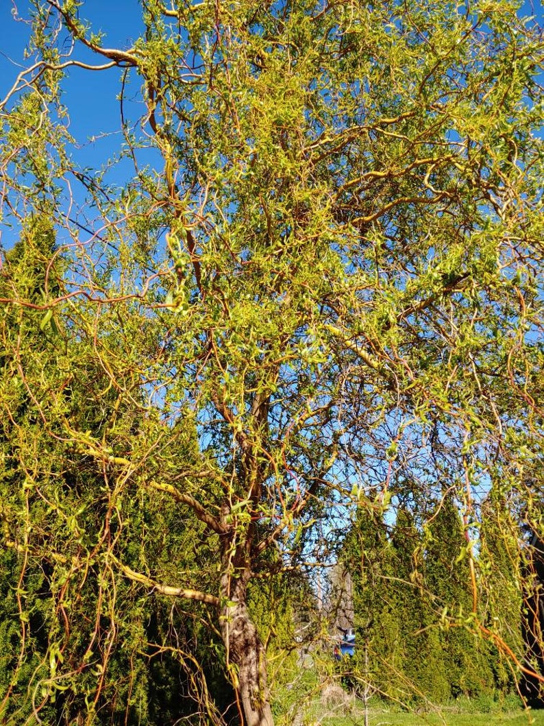 Curly Willow 40 Cutting Easy to Root in Water Perennial Curly Etsy
