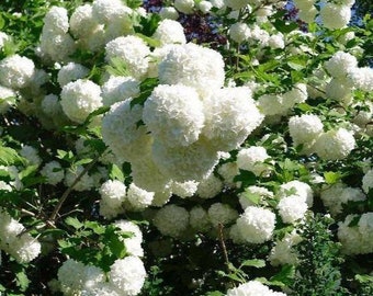Snowball Bush Common Snowball 10 Fresh Cutting with no root no leaf now Perennials Plant Beautiful White Flower