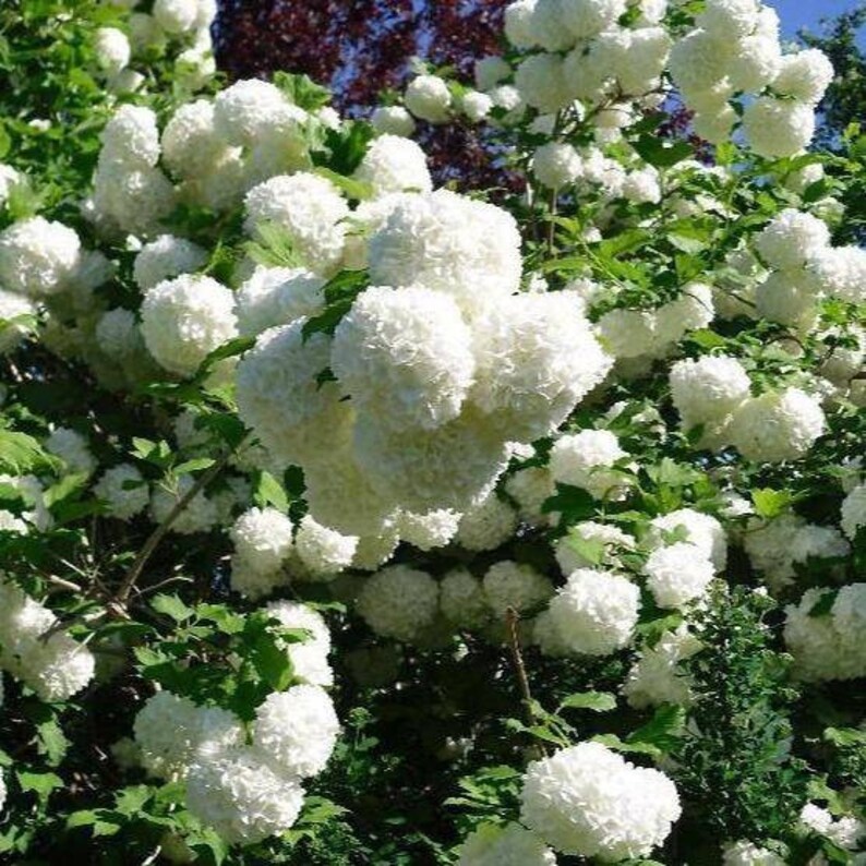 Snowball Bush Common Snowball 10 Fresh Cutting with no root Etsy