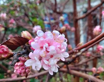 Viburnum "Pink Dawn" fragrance winter bloom unique beauty. 10 cutting about 8" long each.