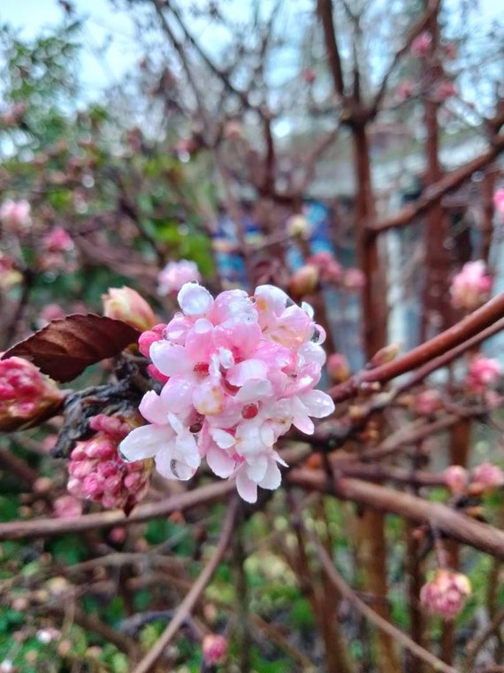 Image of Viburnum pink beauty winter