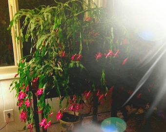 True Christmas Cactus "Buckleyi Old Fashion" 5 Fresh Cut no root Schlumbergera Thanksgiving Cactus Schlumbergera Cactus Succulent