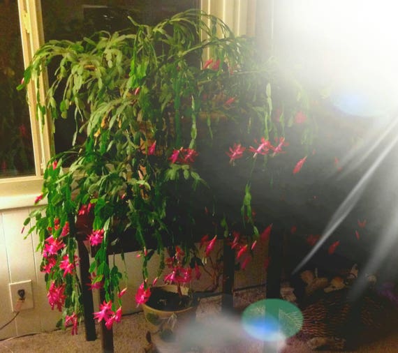 Christmas Cactus 5 Fresh Cut Schlumbergera Thanksgiving Cactus Etsy