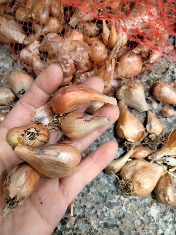 French Grey Shallots 20 Bulbs for Planting or Eating. Great Taste