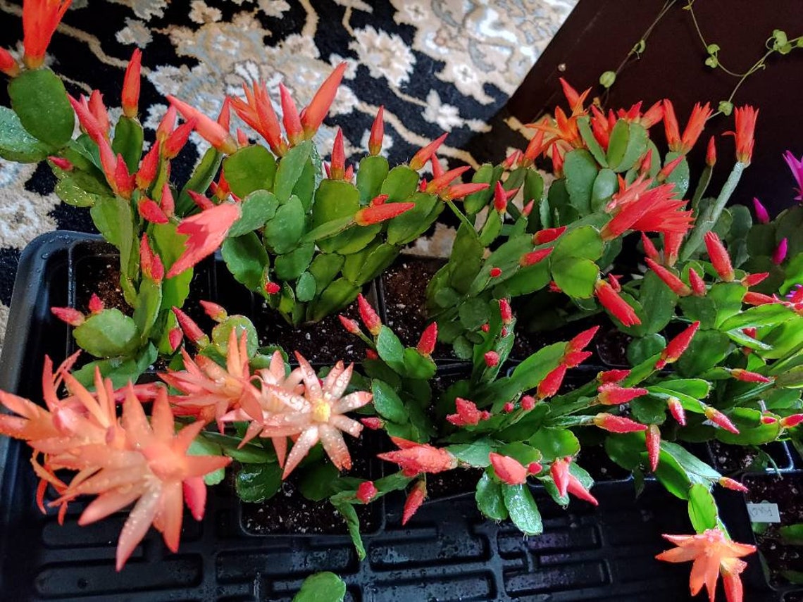Easter Cactus Orange Color 3 Big Rooted in 4 Pot Spring Etsy