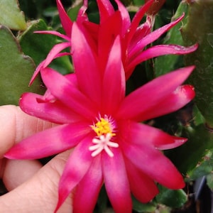 Easter Cactus "Victoria" Huge Bloom 1 Rooted Rhipsalidopsis gaertnerii Spring Cactus Sunrise Cactus Succulent House plant.