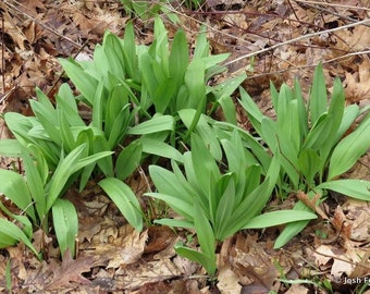 Wild Ramps Etsy