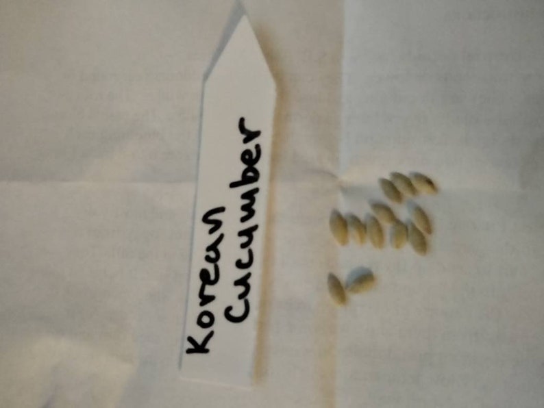 Korean Cucumber Seeds 1 Pack. Very Crunchy Great for Making Etsy
