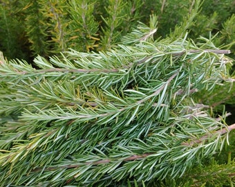 Rosemary fresh herb for cooking 20 fresh cutting. Barbecue, make beef stew