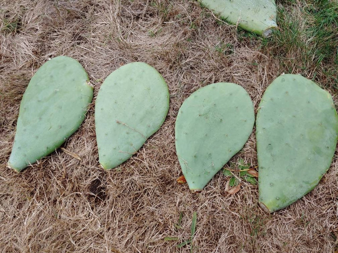 Opuntia Figue de Barbarie sans épine Cactus à fleur jaune et Etsy