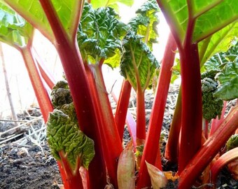 Rhubarb "Crimson Red" Perennial 1 small root plant. Perfect for Rhubarb Pie very fast and easy growing plant.