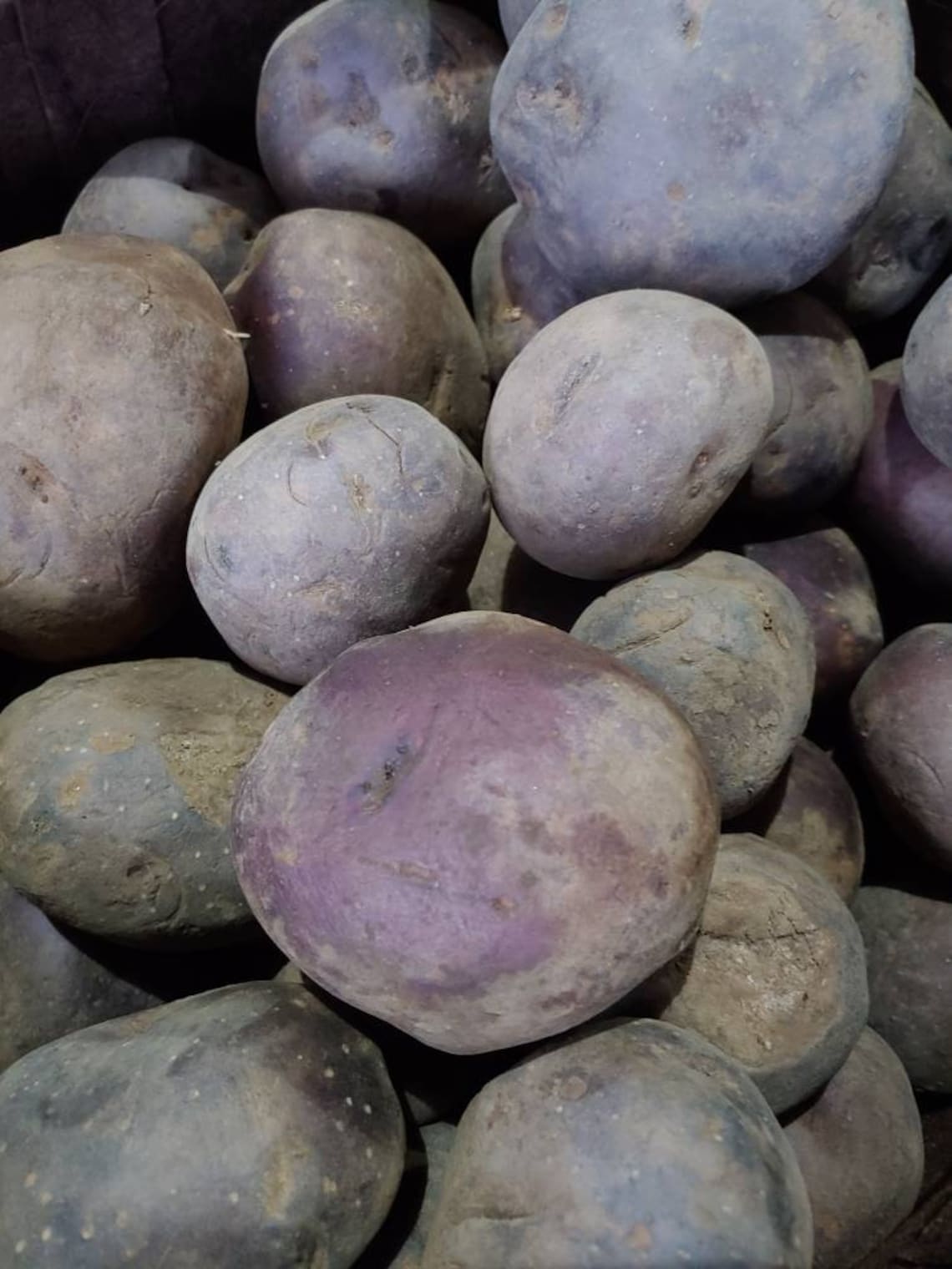 Potatoes Seed Huckleberry Gold 2 Seed For this summer Easy to Etsy