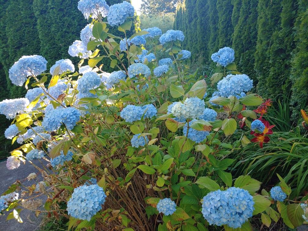 Hydrangea Baby Blue Color 5 Cutting With Out Root 7 Long | Etsy