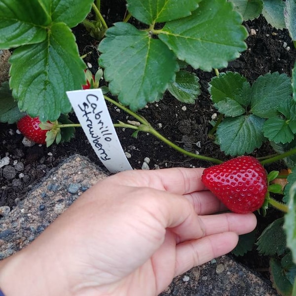 Strawberry "Cabrillo" Plant 3 Rooted Everbearing Perennial Outdoor Or container plant Strawberry Rhubarb Pie